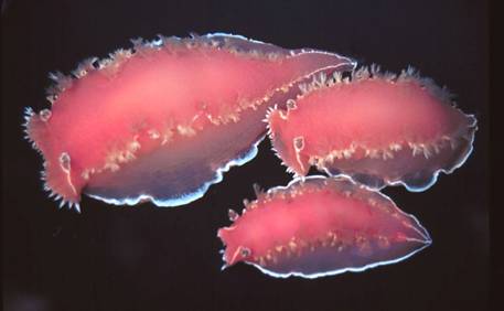 Sea slugs; Tritonia